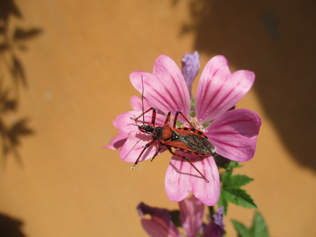 Rote Mordwanze (Rhynocoris iracundus)