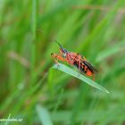 Rote Mordwanze, Rhynocoris iracundus