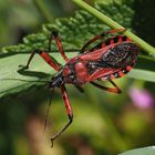 Rote Mordwanze Rhynocoris iracundus