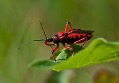 Rote Mordwanze (Rhynocoris iracundus)