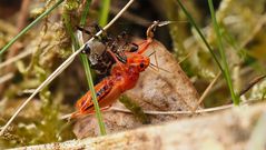  Rote Mordwanze (Rhynocoris iracundus) 
