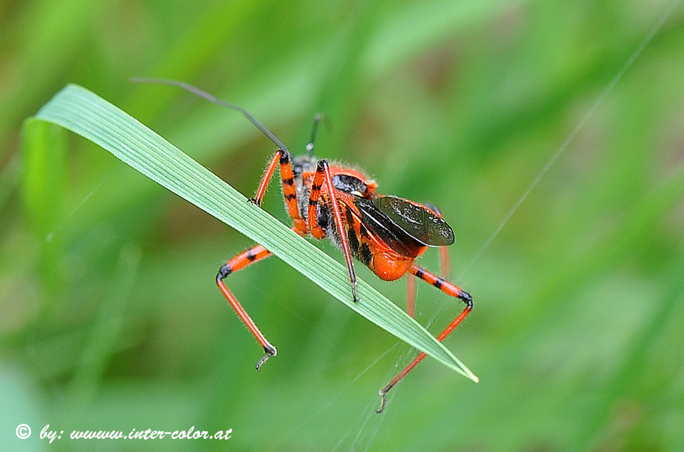 Rote Mordwanze, Rhynocoris iracundus