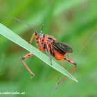 Rote Mordwanze, Rhynocoris iracundus