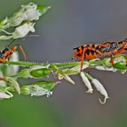  Rote Mordwanze (Rhynocoris iracundus) - La Réduve irascible.