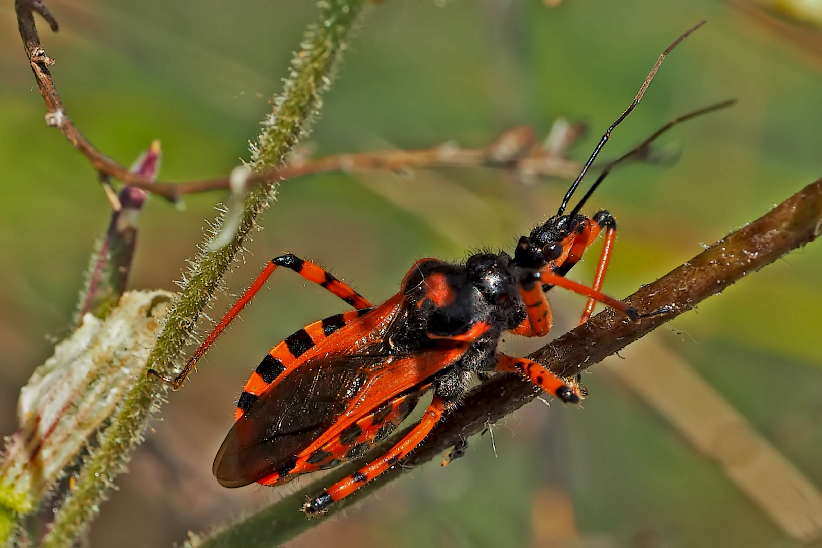 Rote Mordwanze (Rhynocoris iracundus) - La Réduve irascible.