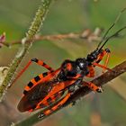 Rote Mordwanze (Rhynocoris iracundus) - La Réduve irascible.