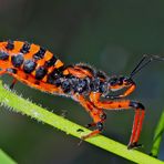 Rote Mordwanze (Rhynocoris iracundus) - La Réduve irascible.