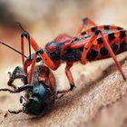 Rote Mordwanze (Rhynocoris iracundus) mit Beute