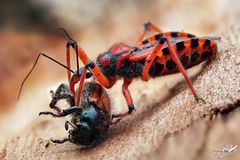 Rote Mordwanze (Rhynocoris iracundus) mit Beute