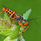  Rote Mordwanze (Rhynocoris iracundus) mit Eiern (siehe Text). - La Réduve irascible.