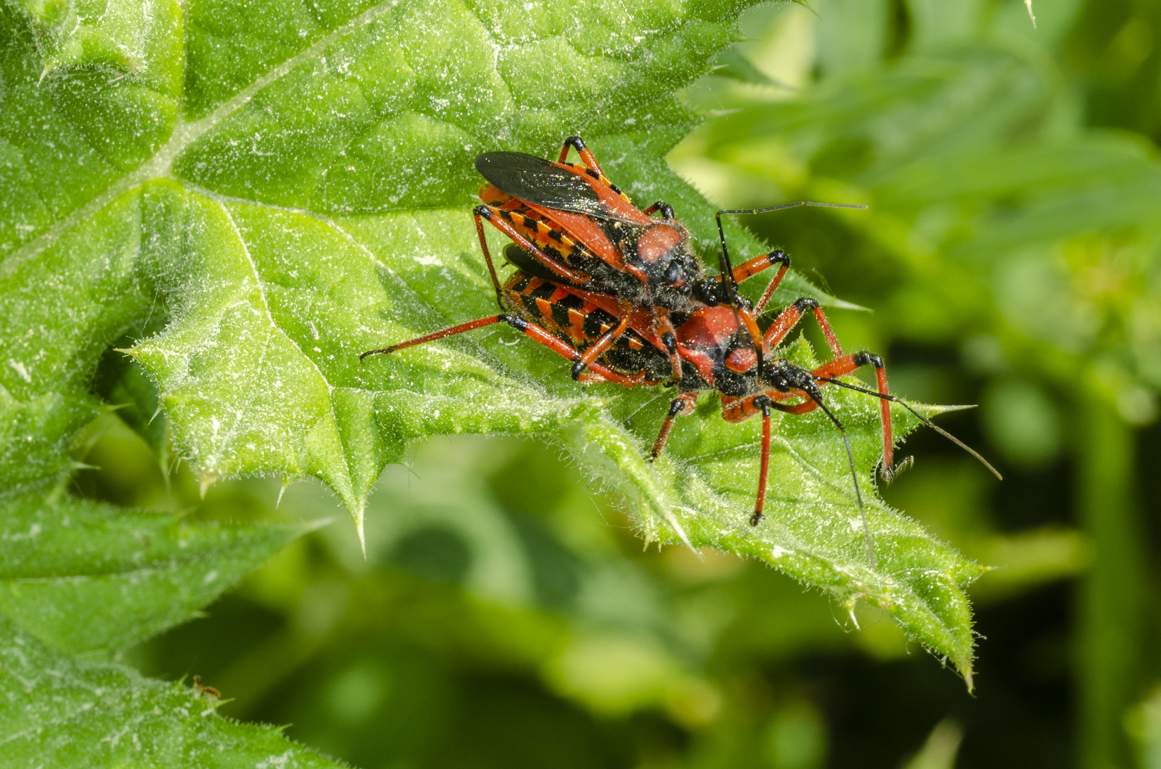 Rote Mordwanze (Rhynocoris iracundus), Pärchen in Kopula.