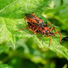 Rote Mordwanze (Rhynocoris iracundus), Pärchen in Kopula.