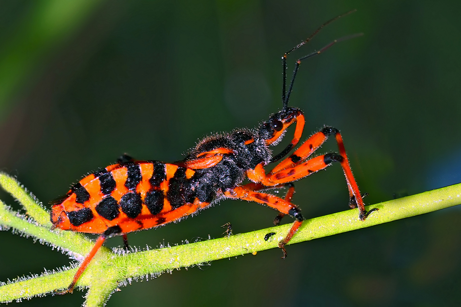 Rote Mordwanze (Rhynocoris iracundus) und ihre Eier (siehe Fotos im Text)