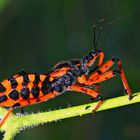 Rote Mordwanze (Rhynocoris iracundus) und ihre Eier (siehe Fotos im Text)