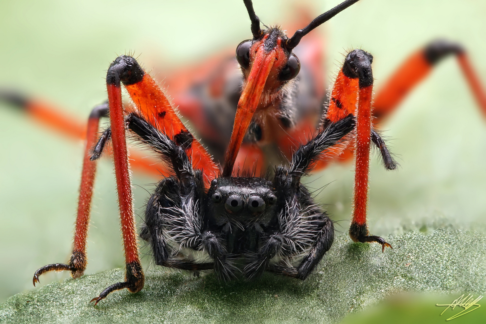 Rote Mordwanze (Rhynocoris iracundus) vs. Springspinne