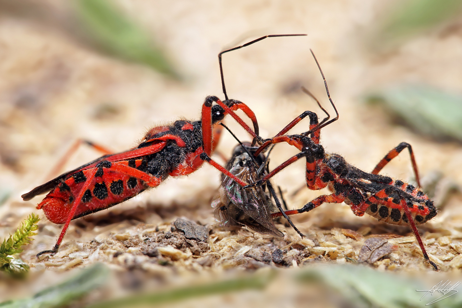 Rote Mordwanzen (Rhynocoris iracundus) mit Beute