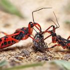 Rote Mordwanzen (Rhynocoris iracundus) mit Beute