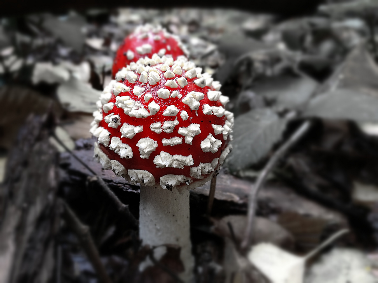 Rote Mütze, weisse Punkte