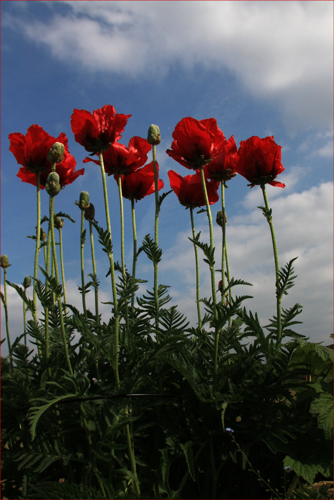 Rote Mützen im Himmel