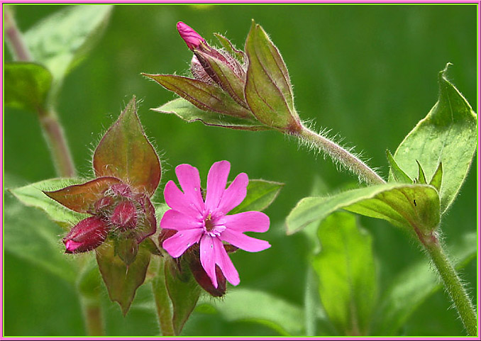 Rote Nachtnelke