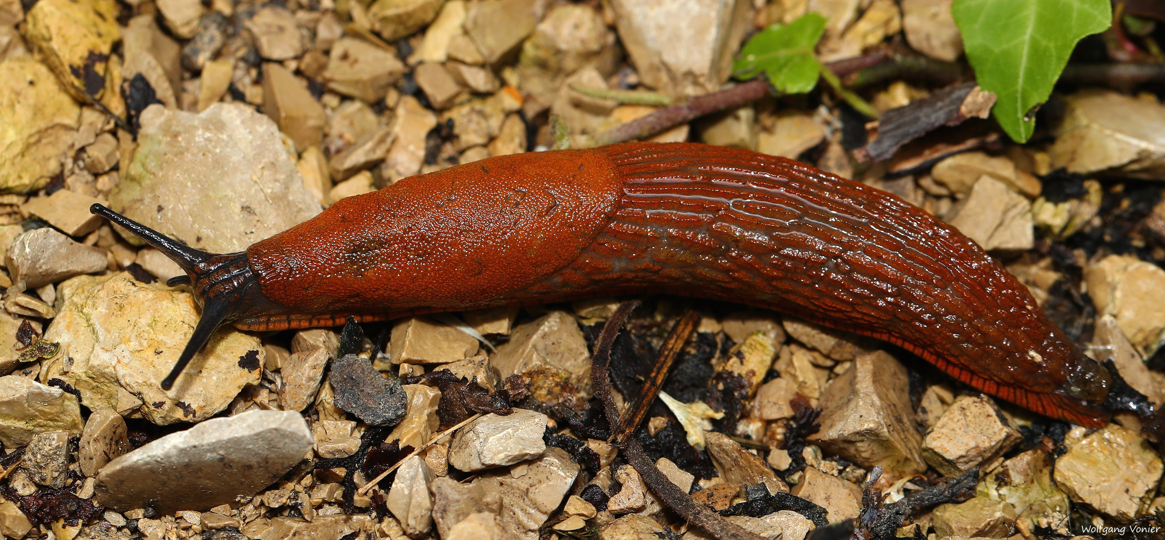 Rote Nacktschnecke Foto & Bild nah & makro, tiere, wildlife Bilder