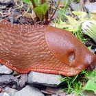 Rote Nacktschnecke mit großem Atemloch an Löwenzahn