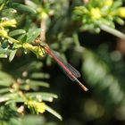 Rote Nadel an grünem Nadelbaum