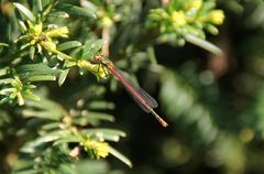 Rote Nadel an grünem Nadelbaum