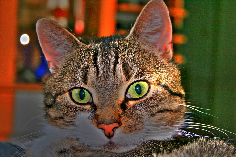 Katze Rote Nase Katze Rote Nase
