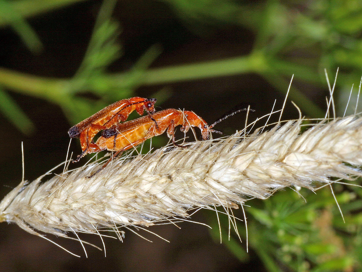 Rote oder Rotgelbe Weichkäfer (Rhagonycha fulva)....