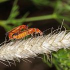 Rote oder Rotgelbe Weichkäfer (Rhagonycha fulva)....