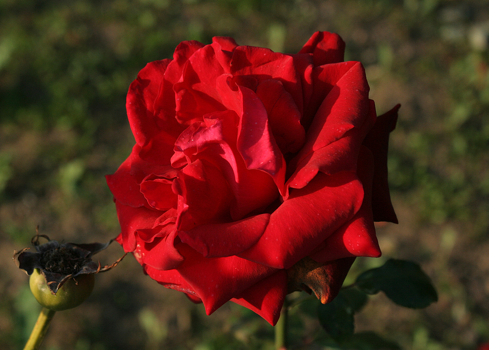 Rote Oktober-Rose