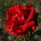 Rote Oktober-Rose