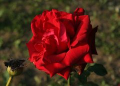 Rote Oktober-Rose