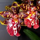 rote Orchidee
