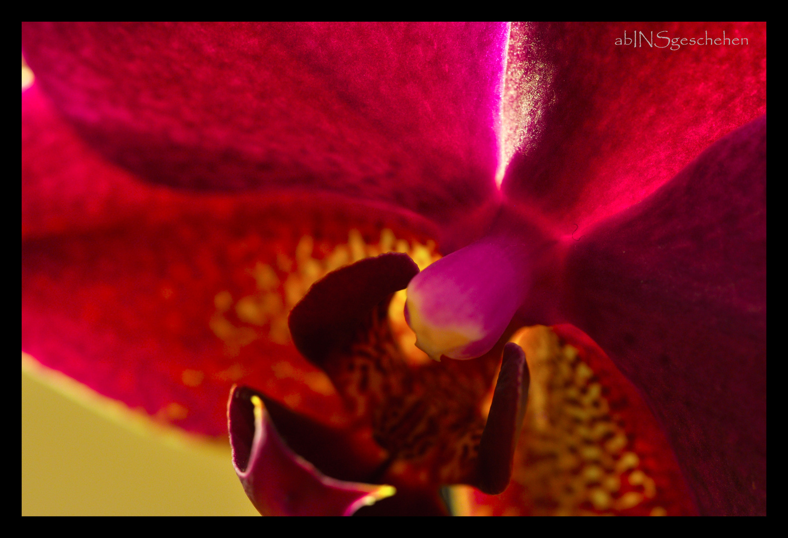 Rote Orchidee