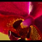 Rote Orchidee