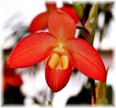 rote Orchidee