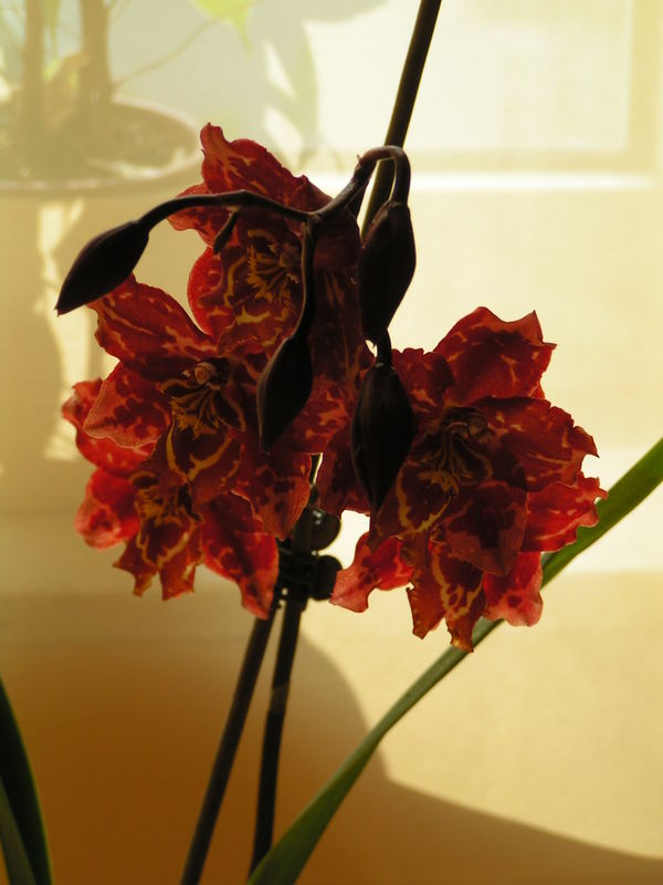 rote Orchidee