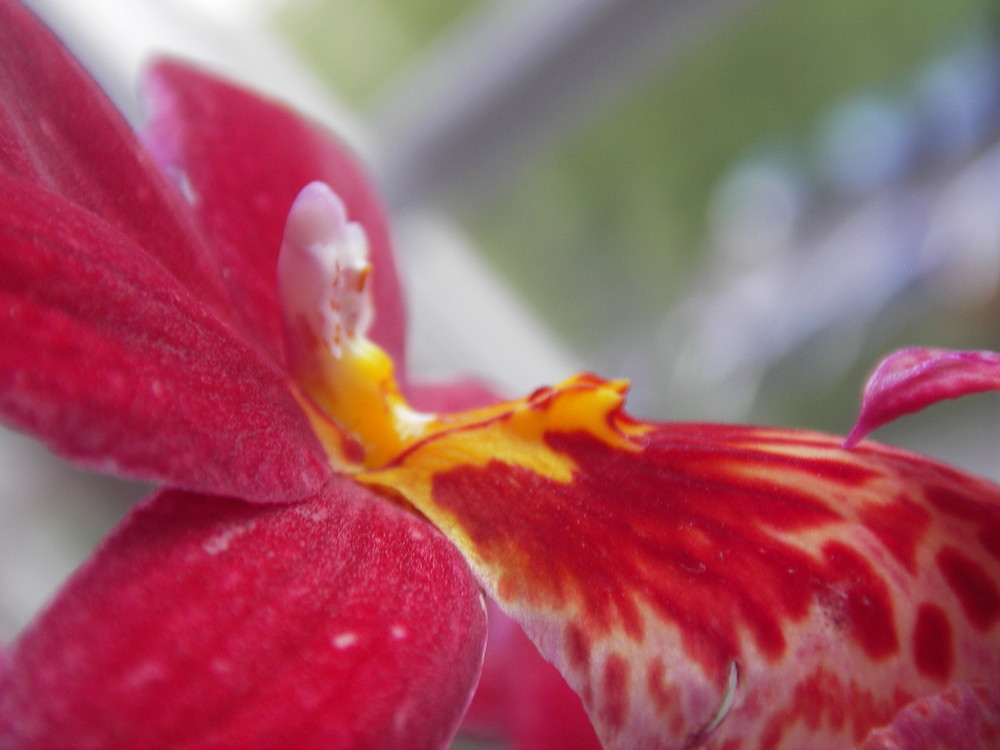 Rote Orchidee1