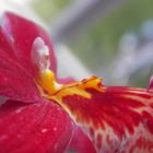 Rote Orchidee1