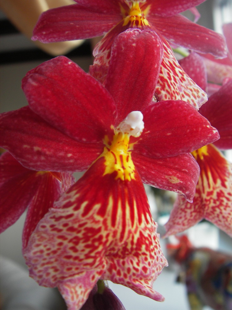 Rote Orchidee3