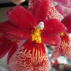Rote Orchidee3