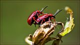 Insekten und Spinnen