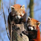 Rote Pandas (2016_02_16_EOS 6D_1065_ji)