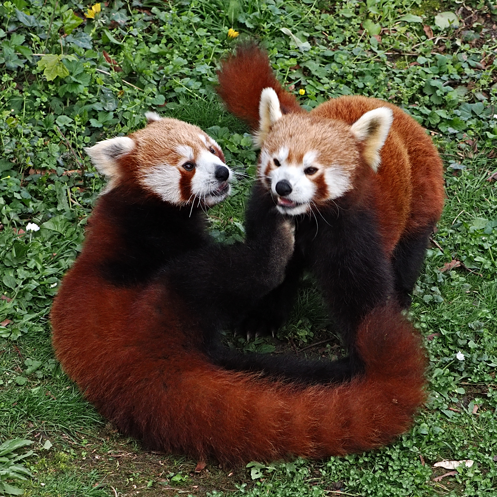 Rote Pandas...