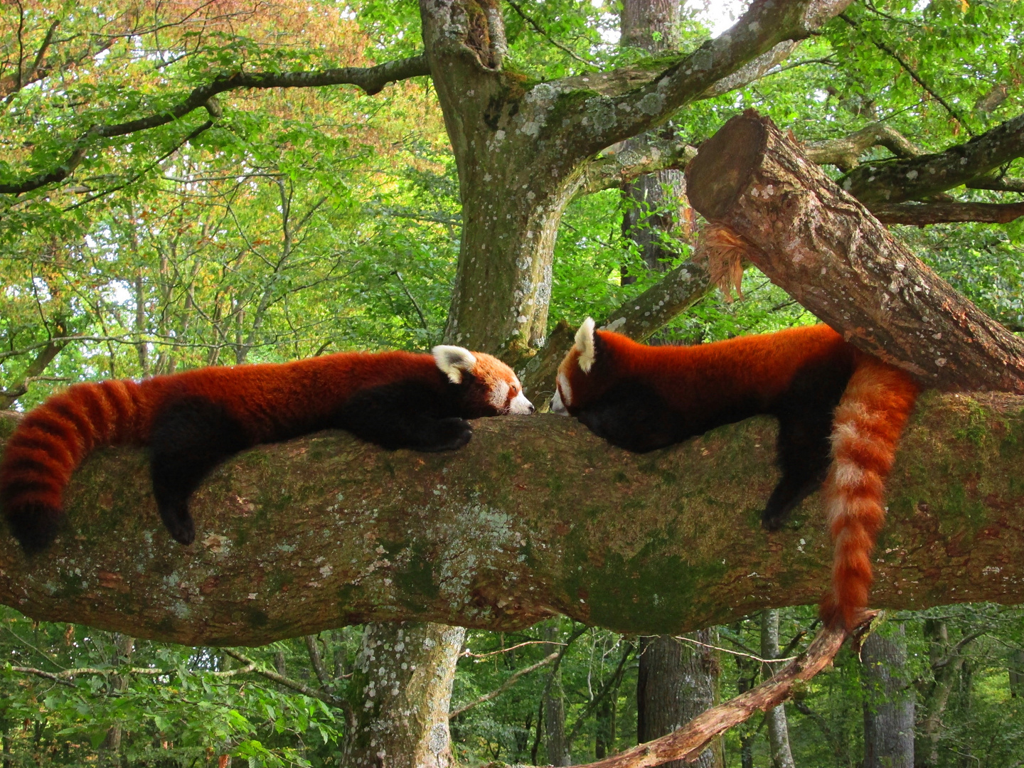 rote pandas am relaxen
