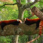 rote pandas am relaxen