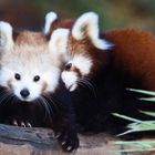 Rote Pandas II