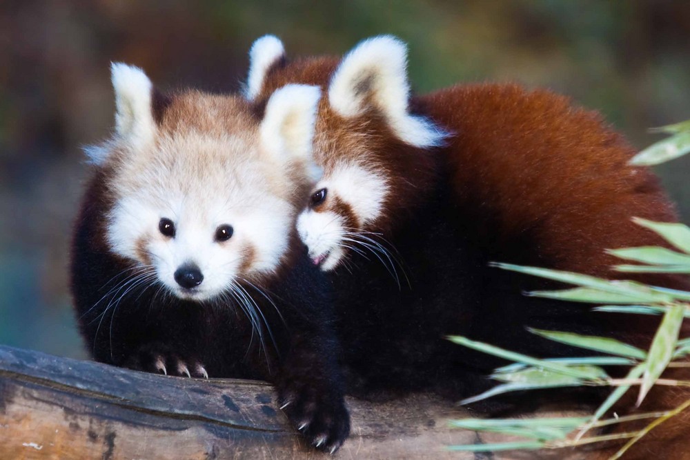 Rote Pandas II